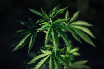 Naklejka na ściany i meble cannabis sativa hemp plant cbd farm marijuana