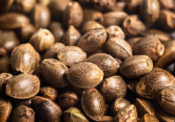 Close up macro of feminized cannabis, marijuana, hemp seeds, herbal weed for plants.