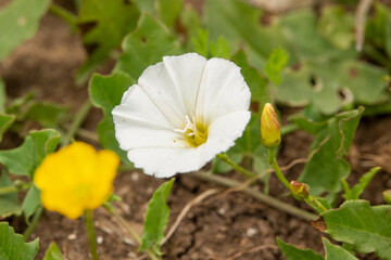 detailed closeup of field bindweed a.k.a. bearbine, bethbine, cornbine, field convolvulus, wild convolvulus (Convolvulus arvensis)