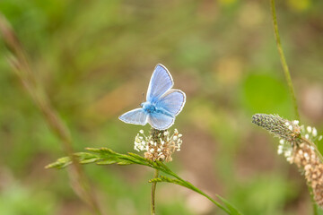closeup of a common blue butterfly (Polyommatus icarus)