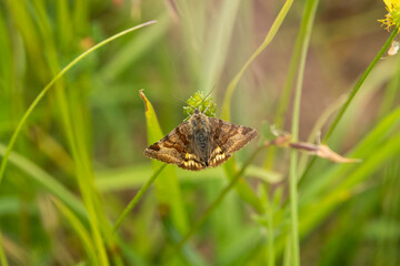 closeup of a Burnet Companion moth (Euclidia glyphica)