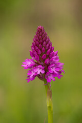 detailed closeup of a pink and purple pyramidal orchid (Anacamptis pyramidalis)