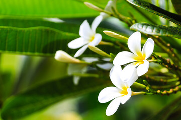 frangipani.
