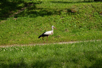 Stork walks on the green grass