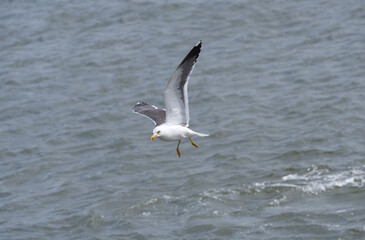Sibermöwe in Aktion im Wittdüner Hafen auf Amrum