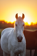 Fototapeta na wymiar Portrait of a grey horse in the evening light. Close-up portrait of a grey horse in a herd on the farm
