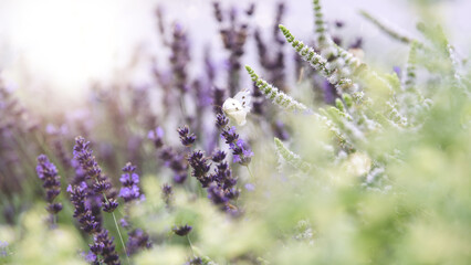Lavendel und Minze mit einem weißen Schmetterling - romantisches Banner - Kräutergarten