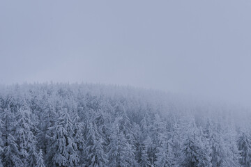 Fototapeta na wymiar Bäume im Schnee und Nebel