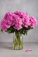 Bouquet of pink peonies on a gray background