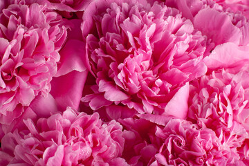 Beautiful pink peony flowers close-up, floral background © Елена Дмитриева