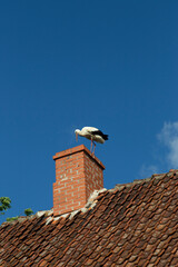 Fototapeta na wymiar Stork on a pipe with a tiled roof