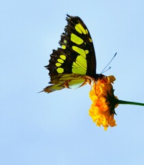 Butterfly on an orange flower