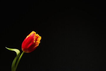 beautiful red double tulip on a black background. beautiful flower card. copyspace