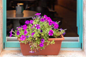 Petunia hybrida bright purple flower, blooming plant in brown pot on window sill background.