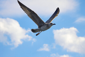 Beautiful gray seagull, spreading its wings, flies against the background of an incredibly beautiful blue sky with clouds