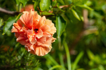 Hibiscus rosa sinensis, double petal orange color rose mallow, shoeblack plant, blooming shrub.