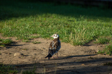 A Seagull on the river bank in the evening sun