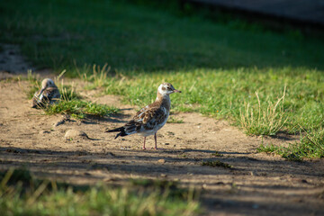 A Seagull on the river bank in the evening sun