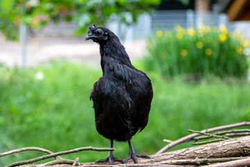 Cermani-Huhn