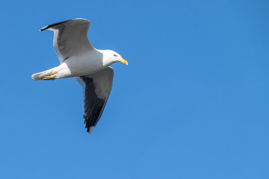Blackback gull in flight overhead