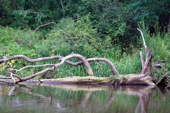  Isloch river in summer. Landscape. Nature. In the Nalibokskaya forest.
