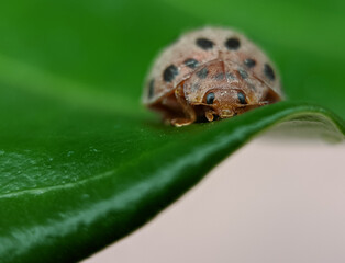 macro of a lady bird
