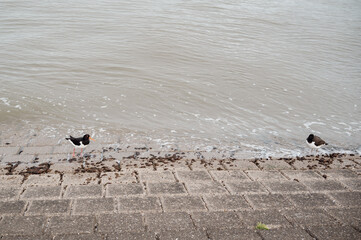 Austernfischer am Wasser