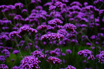 purple flowers in the wild