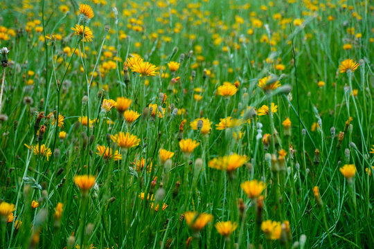 Yellow flowers in field © Marit