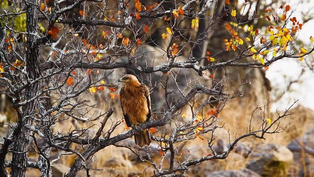 Tawny Eagle gooming on a branch in Kruger National park, South Africa ; Specie Aquila rapax family of Accipitridae