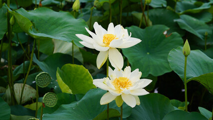 lotus and lotus leaves in the lotus field