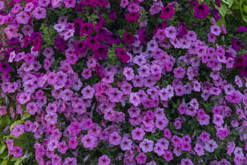 purple and white flowers background