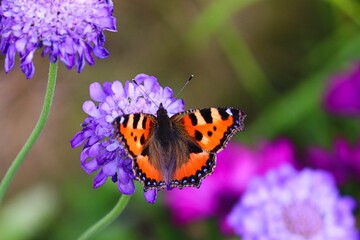 Obraz premium Schmetterling Kleiner Fuchs auf einer Blume