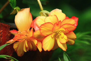 blooming colorful Begonia flowers,close-up of yellow with orange Begonia flowers blooming in the garden 
