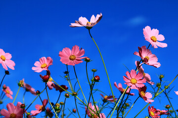 beautiful view of Cosmos bipinnatus(Garden cosmos,Mexican aster) flowers with blue sky background,many colorful flowers blooming in the field at sunny summer