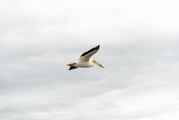 American White Pelican flying
