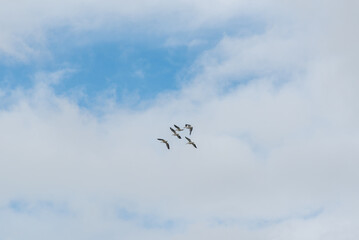 Ameriican White Pelicans flying over Fox River At The De Pere, Wisconsin, dam.