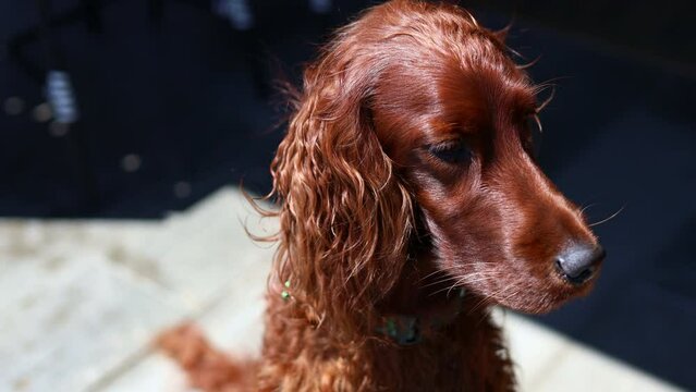 red dog Irish setter in summer 