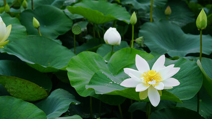 lotus and lotus leaves in the lotus field