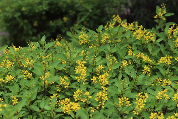 yellow flowers background with green leaves
