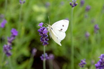 Kohlweißling an Schopflavendel