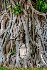 Buddha head in tree roots at wat mahathat, phranakhonsriayutthaya Provine