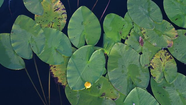 Lotus flower and leaves on the water surface. Water lilly blossoms on the lake in hot summer day. Green lilly pad's cover on water surface. Nymphaea flower