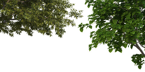 Foreground A tree with flowers on a white background.