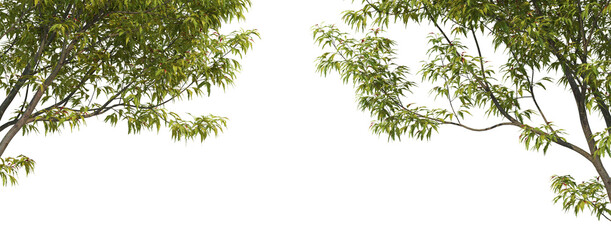 Foreground A tree with flowers on a white background.