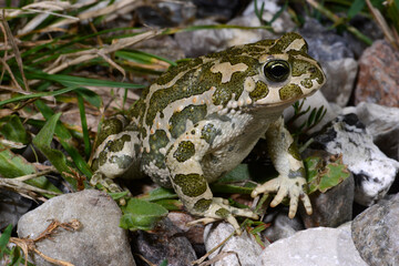 Wechselkröte // European green toad (Bufotes viridis variabilis) Fehmarn, Germany