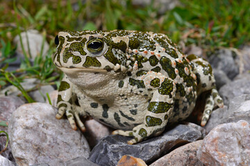 European green toad // Wechselkröte (Bufotes viridis variabilis) Fehmarn, Germany