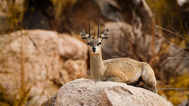 Klipspringer lying down on rocks annoyed by flies in Kruger National park, South Africa ; Specie Oreotragus oreotragus family of Bovidae