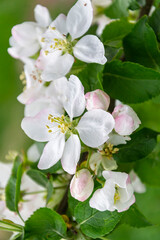 Fototapeta na wymiar white blooming apple tree branch