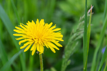 the flower of a simple yellow dandelion